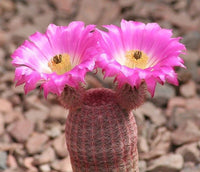 Violet Echinocereus Rigidissimus Flower seeds for Planting Colorful Display Heirloom & GMO Free Seeds for Home Garden 
 
 Sale