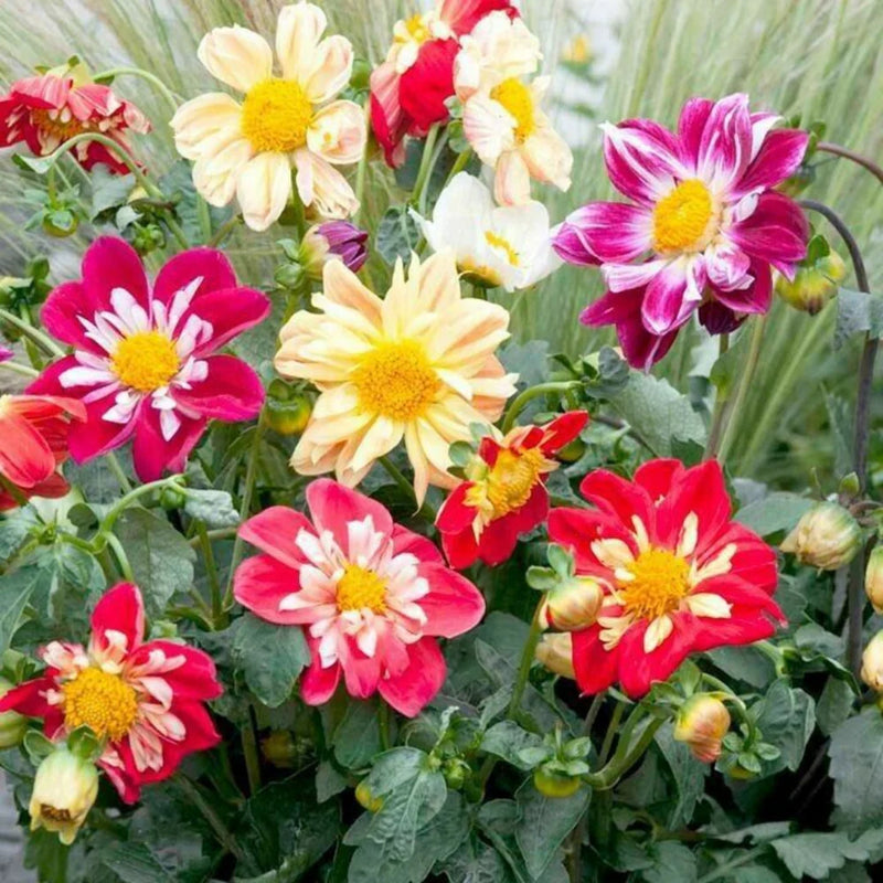 Dahlia Flower seeds for Planting Low Maintenance Heirloom & GMO Free Seeds for Home Garden