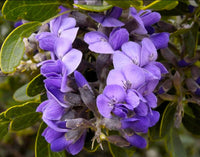 Heirloom Sophora Secundiflora Flower seeds for Planting Compact Growth Heirloom & GMO Free Seeds for Home Garden