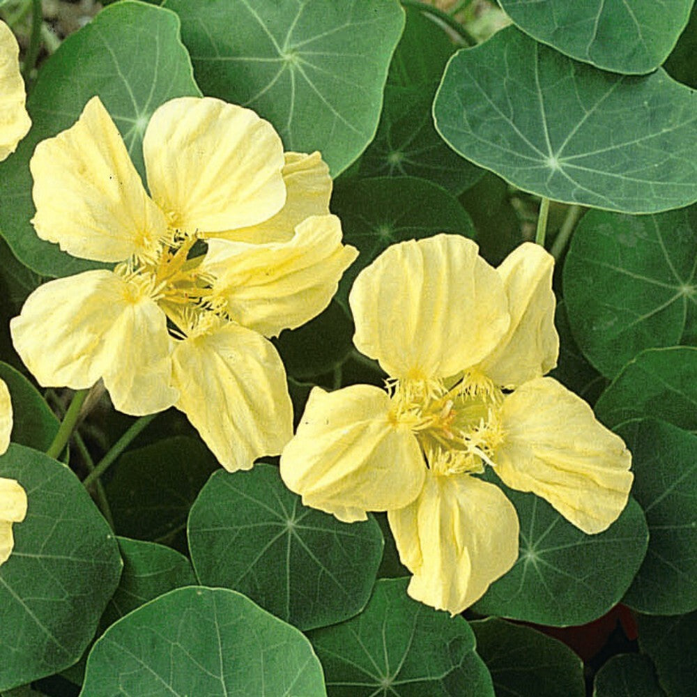 Cream Nasturtium Flower seeds for Planting Wildflower Mix Heirloom & GMO Free Seeds for Home Garden 
 
 Sale