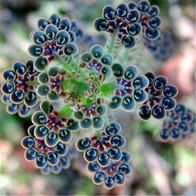 Blue Kalanchoe Flower seeds for Planting - Vibrant Colors, Heirloom & GMO Free Seeds for Home Garden