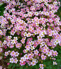 Pink Saxifraga Flower seeds for Planting Colorful Display Heirloom & GMO Free Seeds for Home Garden 
 
 Sale