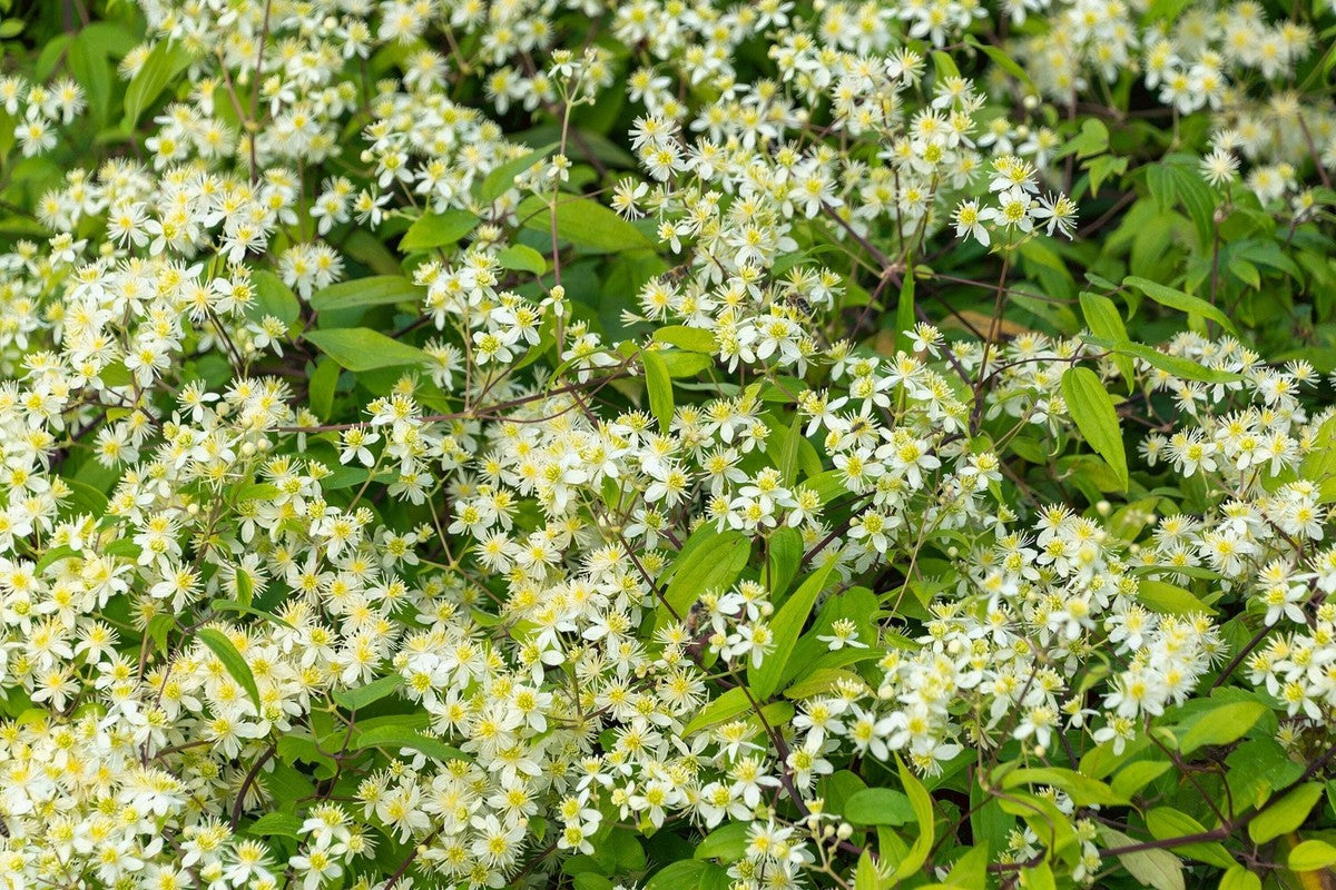 Heirloom Virginsbower Flower seeds for Planting Hardy Variety Heirloom & GMO Free Seeds for Home Garden