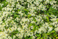 Heirloom Virginsbower Flower seeds for Planting Hardy Variety Heirloom & GMO Free Seeds for Home Garden