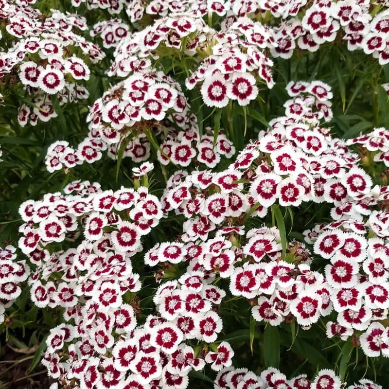 Dianthus Red White Flower seeds for Planting - Cottage Garden Essential, Heirloom & GMO Free Seeds for Home Garden