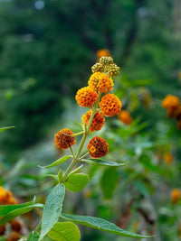 Globosa Flower seeds for Planting Vibrant Colors Heirloom & GMO Free Seeds for Home Garden