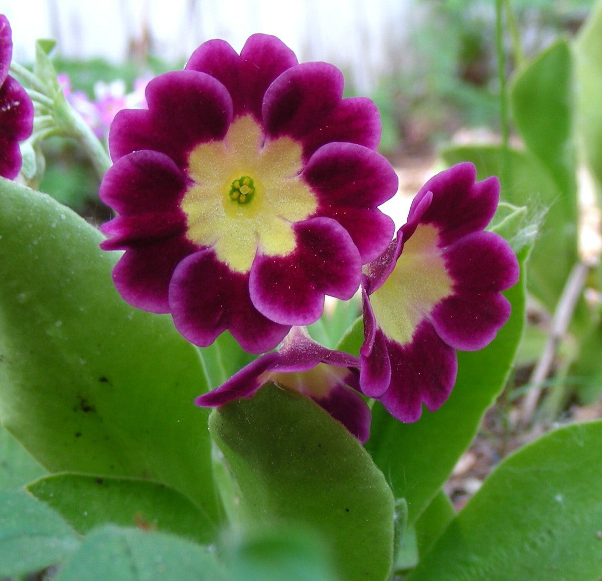 Brown Primula Auricula Flower seeds for Planting - Pollinator Friendly, Heirloom & GMO Free Seeds for Home Garden