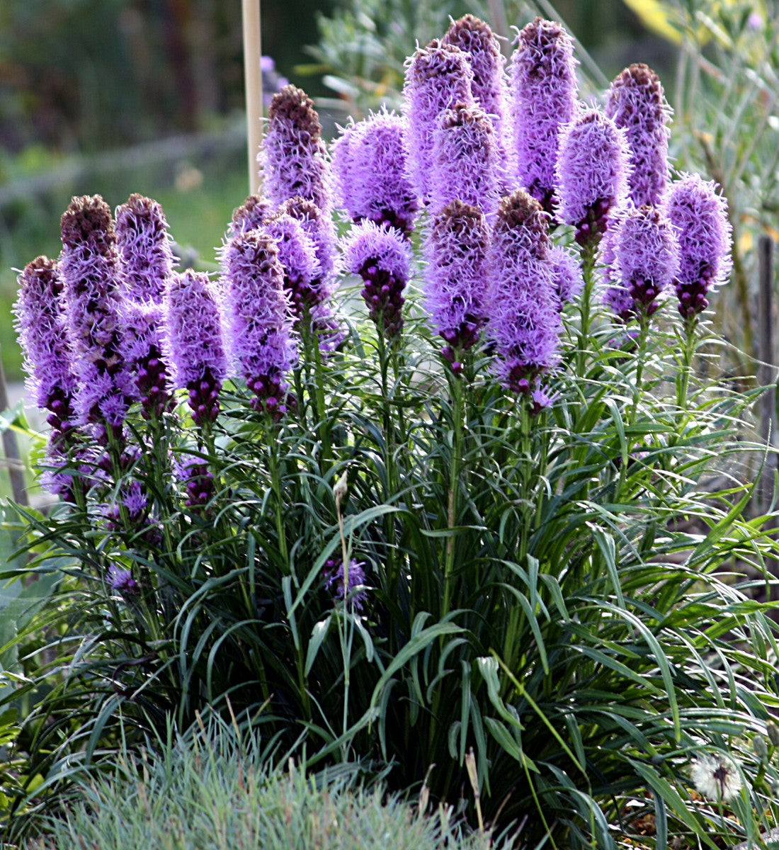 Lavender Liatris Flower seeds for Planting - Drought Tolerant, Heirloom & GMO Free Seeds for Home Garden