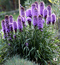 Lavender Liatris Flower seeds for Planting - Drought Tolerant, Heirloom & GMO Free Seeds for Home Garden