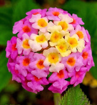 Lantana Flower seeds for Planting Easy to Grow Heirloom & GMO Free Seeds for Home Garden 
 
 Sale