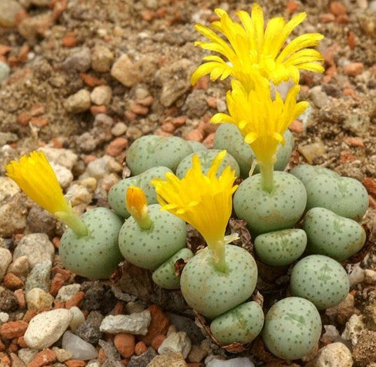 Mixed Conophytum Hammeri Flower seeds for Planting - Pollinator Friendly, Heirloom & GMO Free Seeds for Home Garden