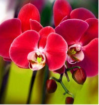 Red Orchid Flower Seeds for Planting Seasonal Bloomer Heirloom & GMO Free Seeds for Home Garden
 
 Sale