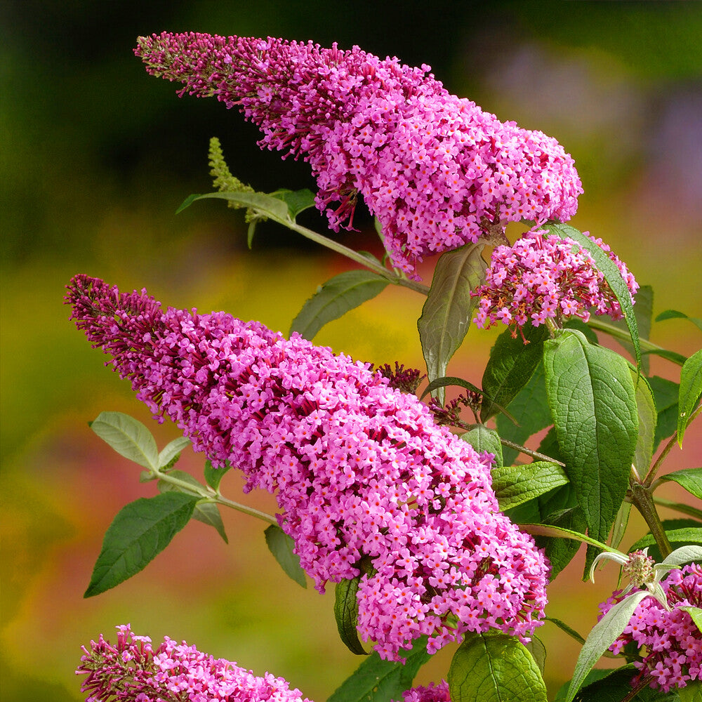 Buddleia Flower seeds for Planting Seasonal Bloomer Heirloom & GMO Free Seeds for Home Garden 
 
 Sale