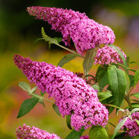 Buddleia Flower seeds for Planting Seasonal Bloomer Heirloom & GMO Free Seeds for Home Garden 
 
 Sale