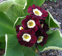 Brown Primula Auricula Flower seeds for Planting - Pollinator Friendly, Heirloom & GMO Free Seeds for Home Garden