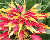 Yellow Red Poinsettia Flower seeds for Planting - Vibrant Colors, Heirloom & GMO Free Seeds for Home Garden