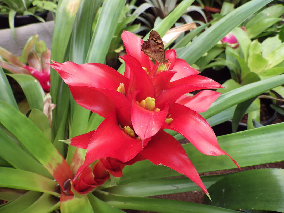 Hechtia Flower seeds for Planting - Seasonal Bloomer, Heirloom & GMO Free Seeds for Home Garden