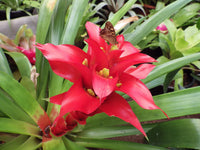 Hechtia Flower seeds for Planting - Seasonal Bloomer, Heirloom & GMO Free Seeds for Home Garden