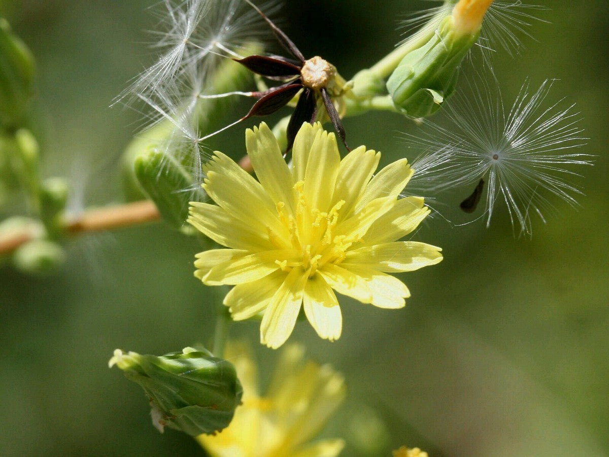 Lettuce Flower seeds for Planting - Vibrant Colors, Heirloom & GMO Free Seeds for Home Garden