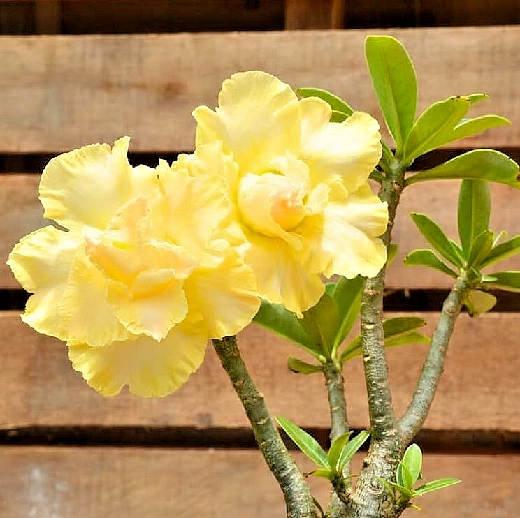 Yellow Adenium Obesum Flower Seeds for Planting