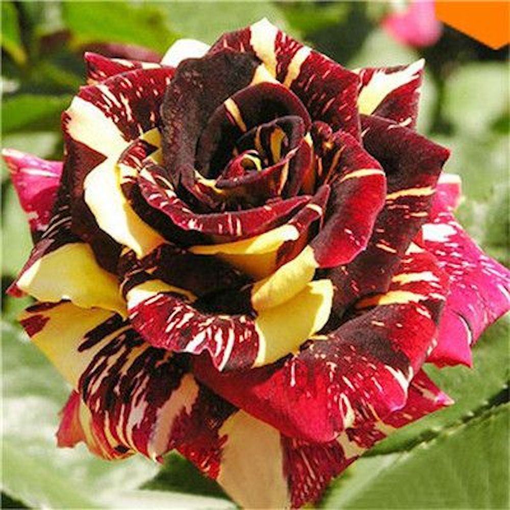 Rare Dragon Rose Flower seeds for Planting - Colorful Display, Heirloom & GMO Free Seeds for Home Garden