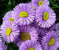 Purple Yellow Erigeron Flower seeds for Planting - Cottage Garden Essential, Heirloom & GMO Free Seeds for Home Garden