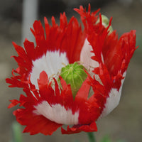 Red Yellow Danish Flag Flower Seeds for Planting  Vibrant Annuals for a Colorful Garden