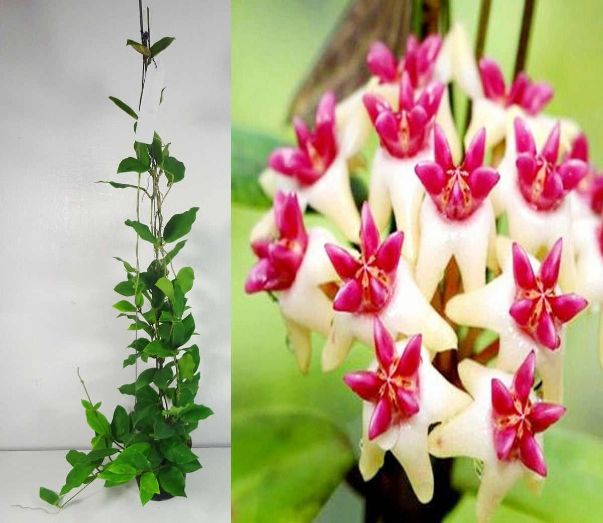 Dark Pink Hoya Flower Seeds for Planting Easy to Grow Heirloom & GMO Free Seeds for Home Garden
 
 Sale