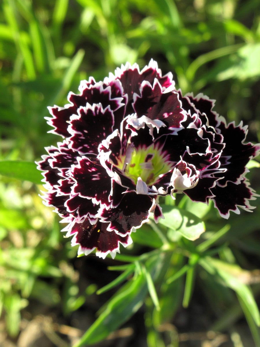 Dianthus Chianti Clove Flower seeds for Planting - Wildflower Mix, Heirloom & GMO Free Seeds for Home Garden