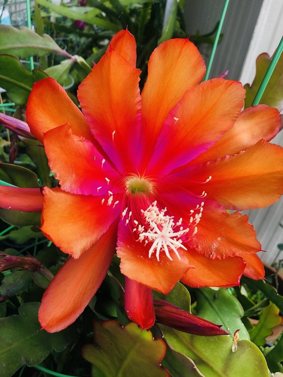 Orange Epiphyllum Oxypetalum Flower seeds for Planting Perfect for Borders Heirloom & GMO Free Seeds for Home Garden