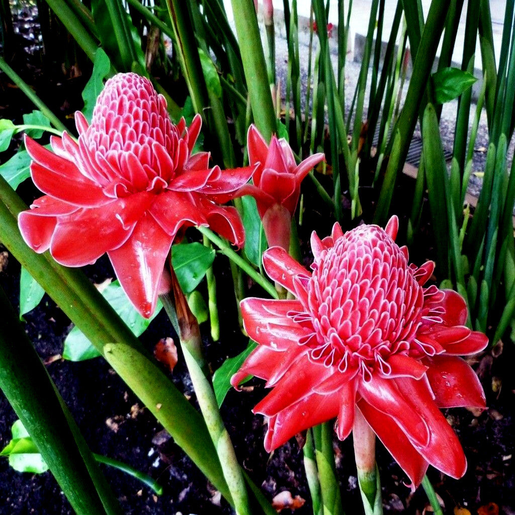 Red Etlingera Flower Planting  Seeds for Stunning Tropical Blooms in Your Garden