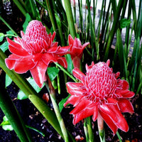 Red Etlingera Flower Planting  Seeds for Stunning Tropical Blooms in Your Garden