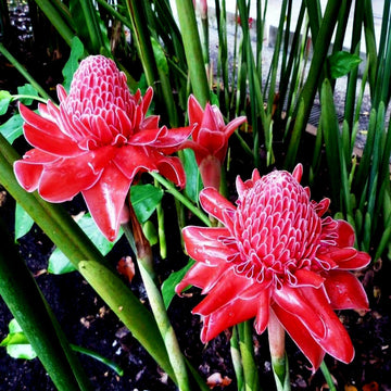 Red Etlingera Flower Planting  Seeds for Stunning Tropical Blooms in Your Garden