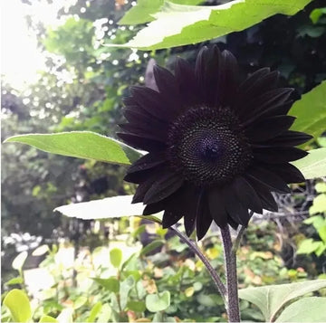 Black Sunflower Flower seeds for Planting - Perfect for Borders, Heirloom & GMO Free Seeds for Home Garden
 
 Sale for planting in home garden