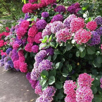 Purple Vanilla Fraise Flower seeds for Planting - Fragrant Blossoms, Heirloom & GMO Free Seeds for Home Garden