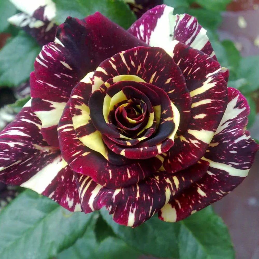 Rare Dragon Rose Flower seeds for Planting - Colorful Display, Heirloom & GMO Free Seeds for Home Garden