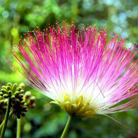 Pink Mix Acacia Perennial Flower Seeds for Planting Cottage Garden Essential Heirloom & GMO Free Seeds for Home Garden
 
 Sale