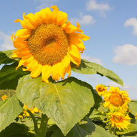 Giant Mongolia Sunflower Seeds – Tall Blooms for Garden Impact