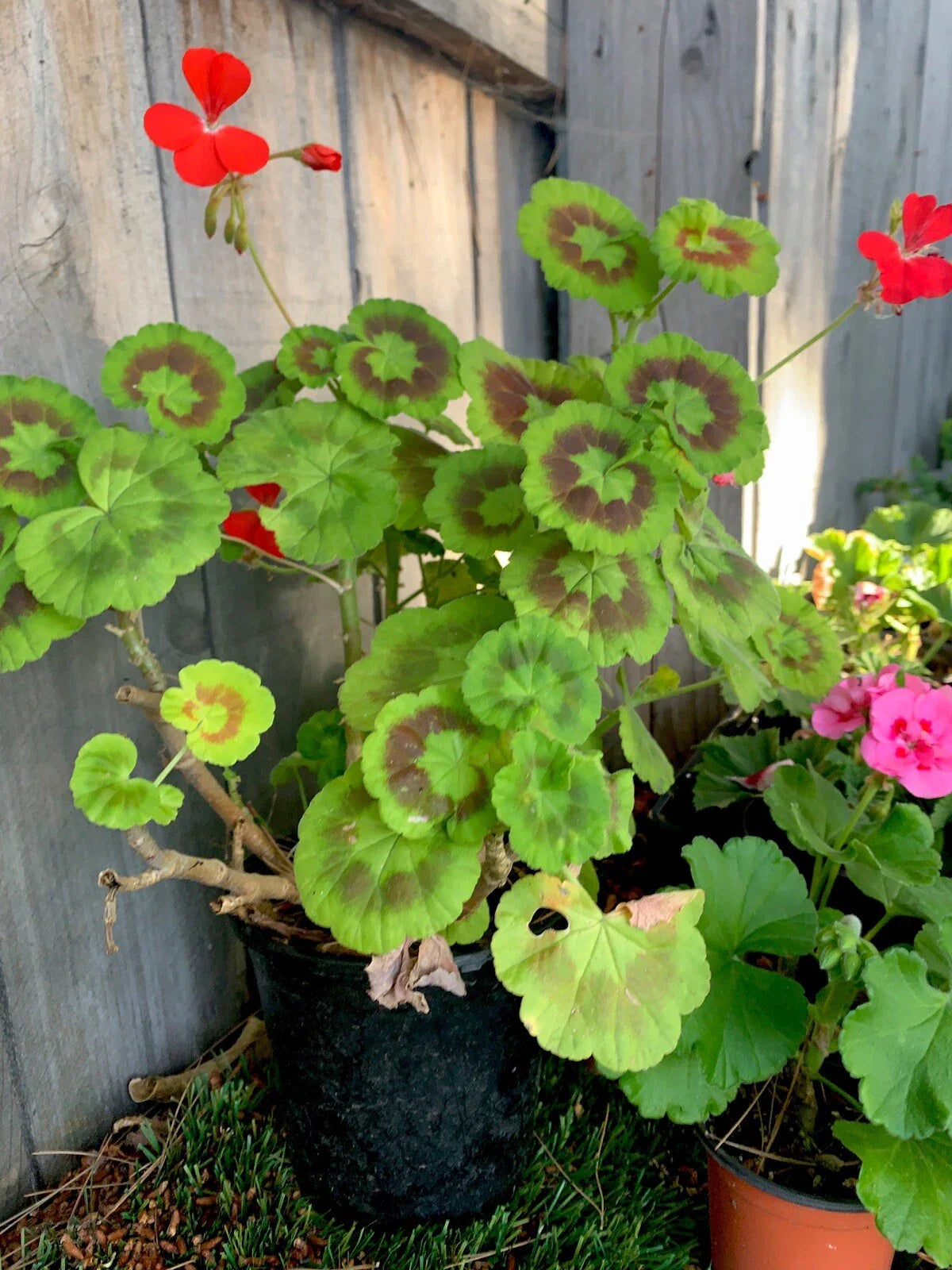 Mixed Variegated Geranium Flower seeds for Planting Hardy Variety Heirloom & GMO Free Seeds for Home Garden 
 
 Sale