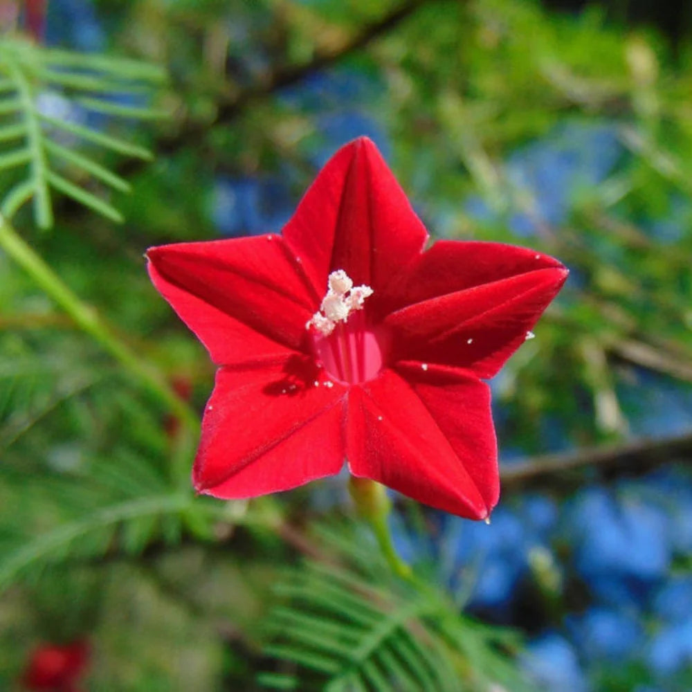 Annual Rose Cypress Vine Flower seeds for Planting Vibrant Colors Heirloom & GMO Free Seeds for Home Garden