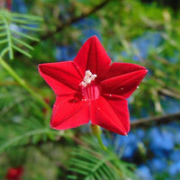 Annual Rose Cypress Vine Flower seeds for Planting Vibrant Colors Heirloom & GMO Free Seeds for Home Garden
