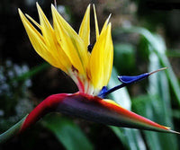 Yellow Strelitzia Flower seeds for Planting - Sun Loving, Heirloom & GMO Free Seeds for Home Garden