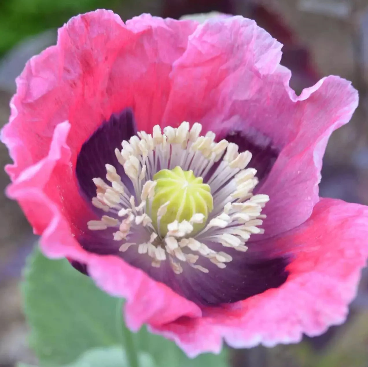 Pepperbox Flower seeds for Planting Wildflower Mix Heirloom & GMO Free Seeds for Home Garden