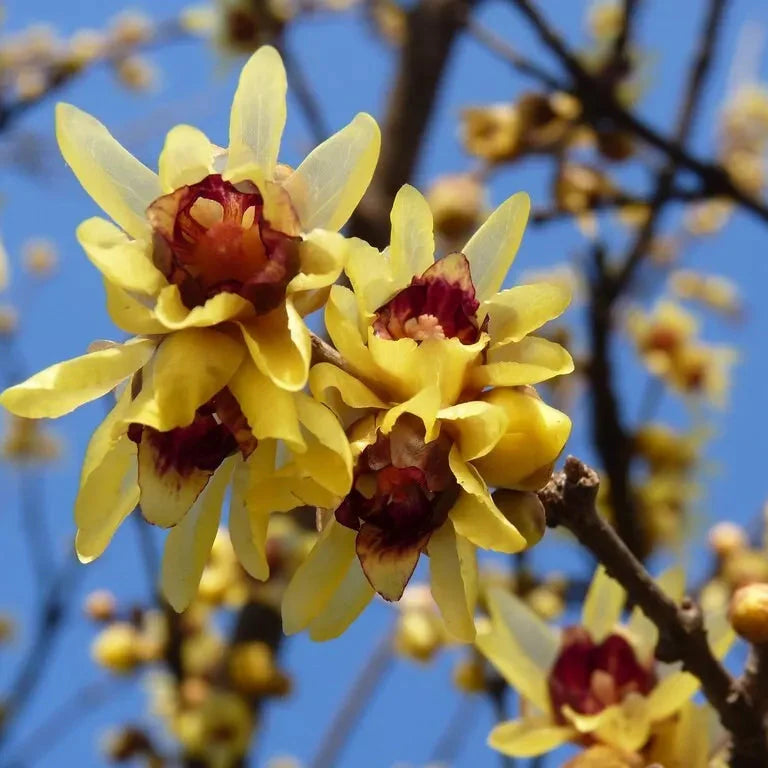 Chimonanthus Wintersweet Flower seeds for Planting Shade Tolerant Heirloom & GMO Free Seeds for Home Garden