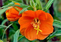 Orange Evening Primrose Flower seeds for Planting - Colorful Display, Heirloom & GMO Free Seeds for Home Garden