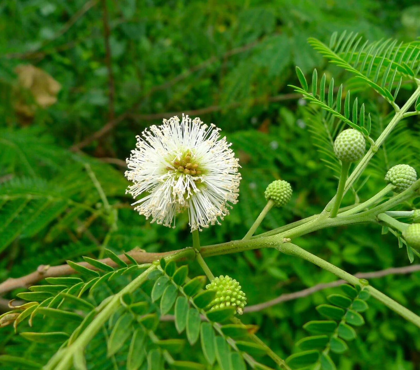 Mimosa Flower seeds for Planting - Low Maintenance, Heirloom & GMO Free Seeds for Home Garden