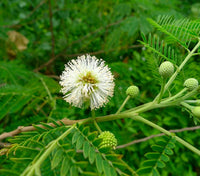 Mimosa Flower seeds for Planting - Low Maintenance, Heirloom & GMO Free Seeds for Home Garden