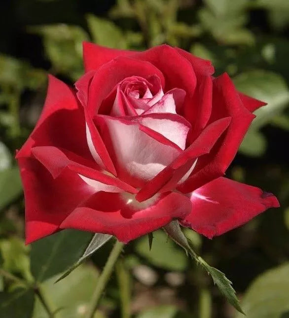 Mixed Osiria Rose Flower Seeds for Planting Cottage Garden Essential Heirloom & GMO Free Seeds for Home Garden
 
 Sale
