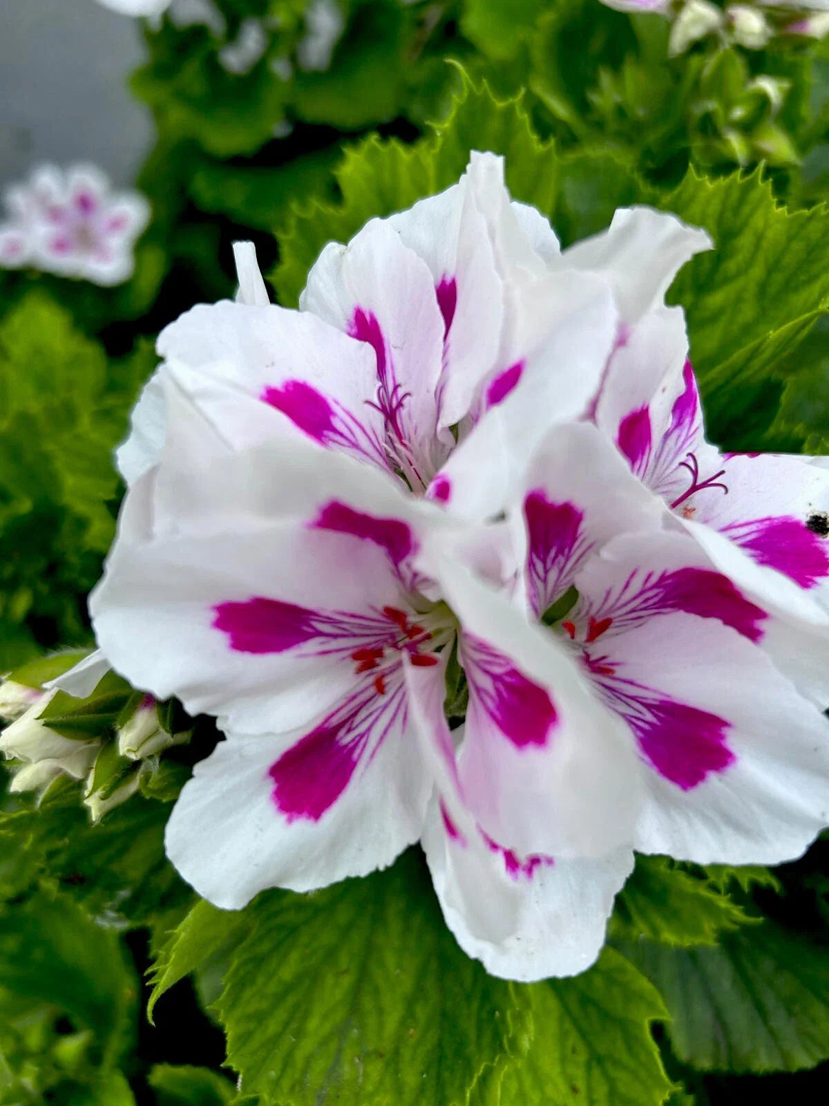 Pink White Geranium Flower seeds for Planting - Sun Loving, Heirloom & GMO Free Seeds for Home Garden