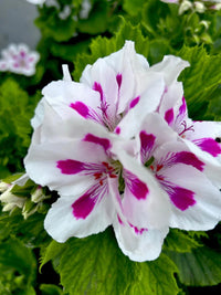 Pink White Geranium Flower seeds for Planting - Sun Loving, Heirloom & GMO Free Seeds for Home Garden
